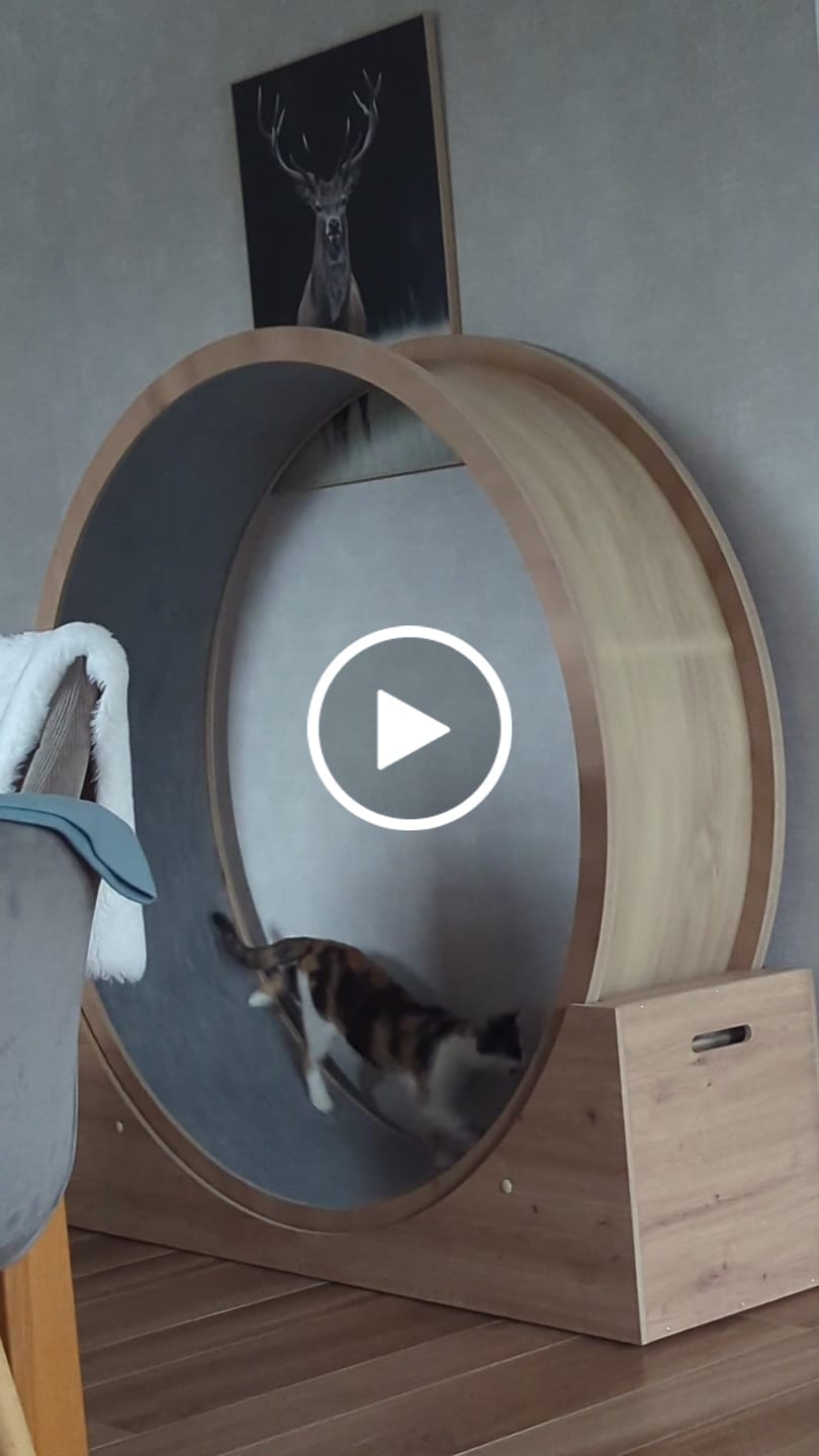 Customer video review of Elmato Katzenlaufrad Simba