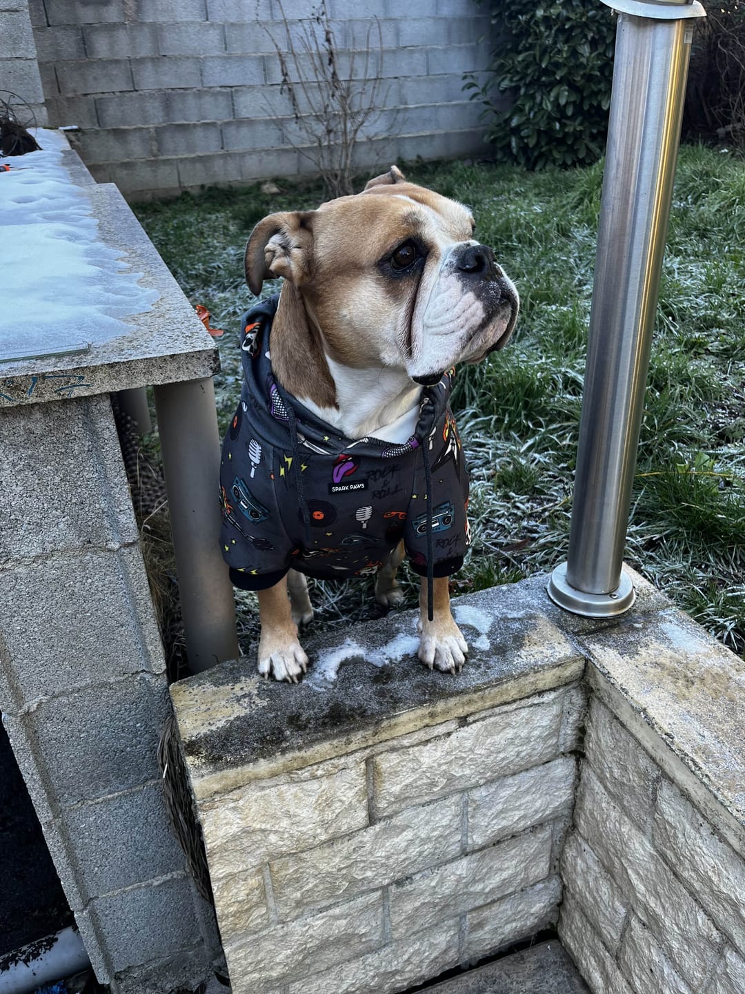 Customer photo review of Rock and Roll Dog Hoodie