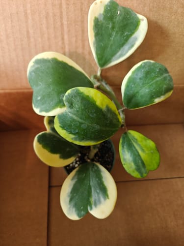 Customer's healthy Hoya kerrii albomarginata plant with several variegated leaves in a cardboard box.