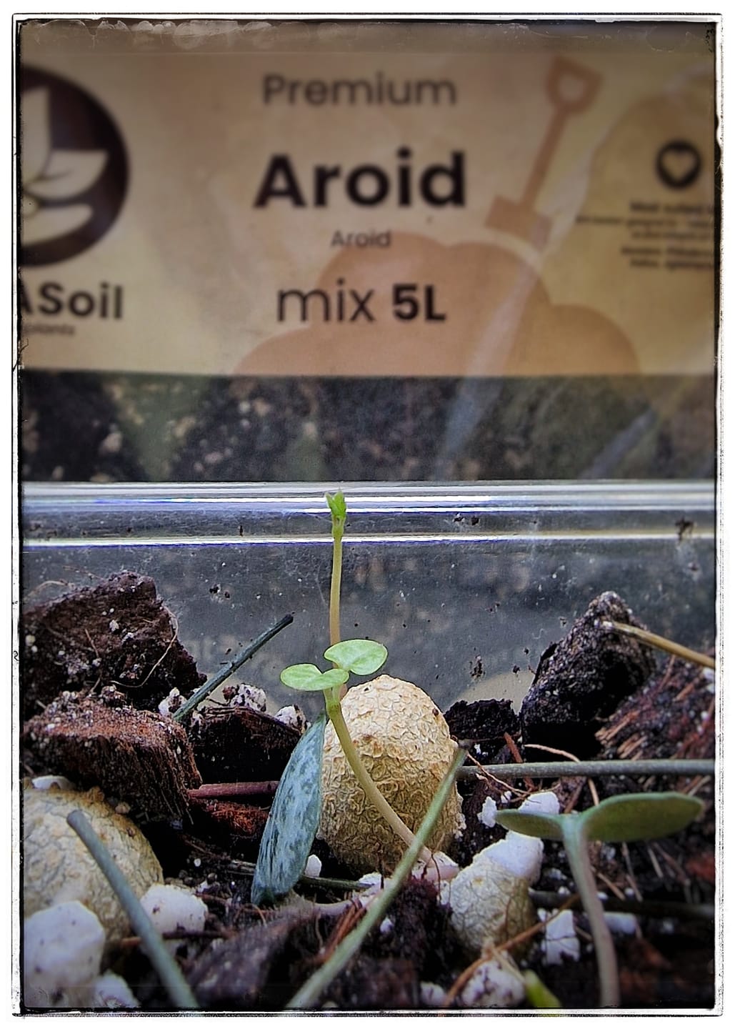 Customer photo review of Aroid Mix