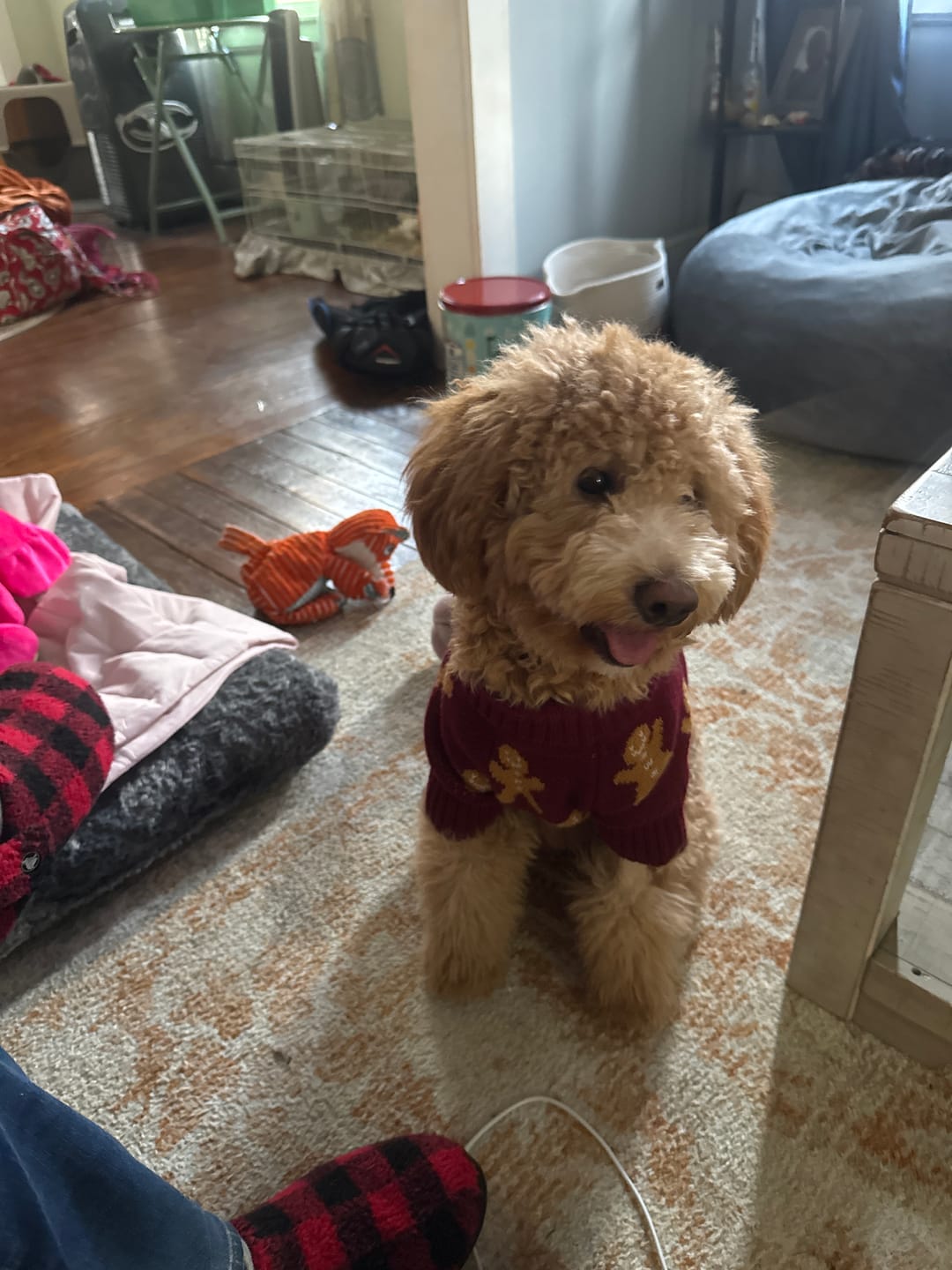 Customer photo review of Professional PLUS Pet Grooming Vacuum Kit