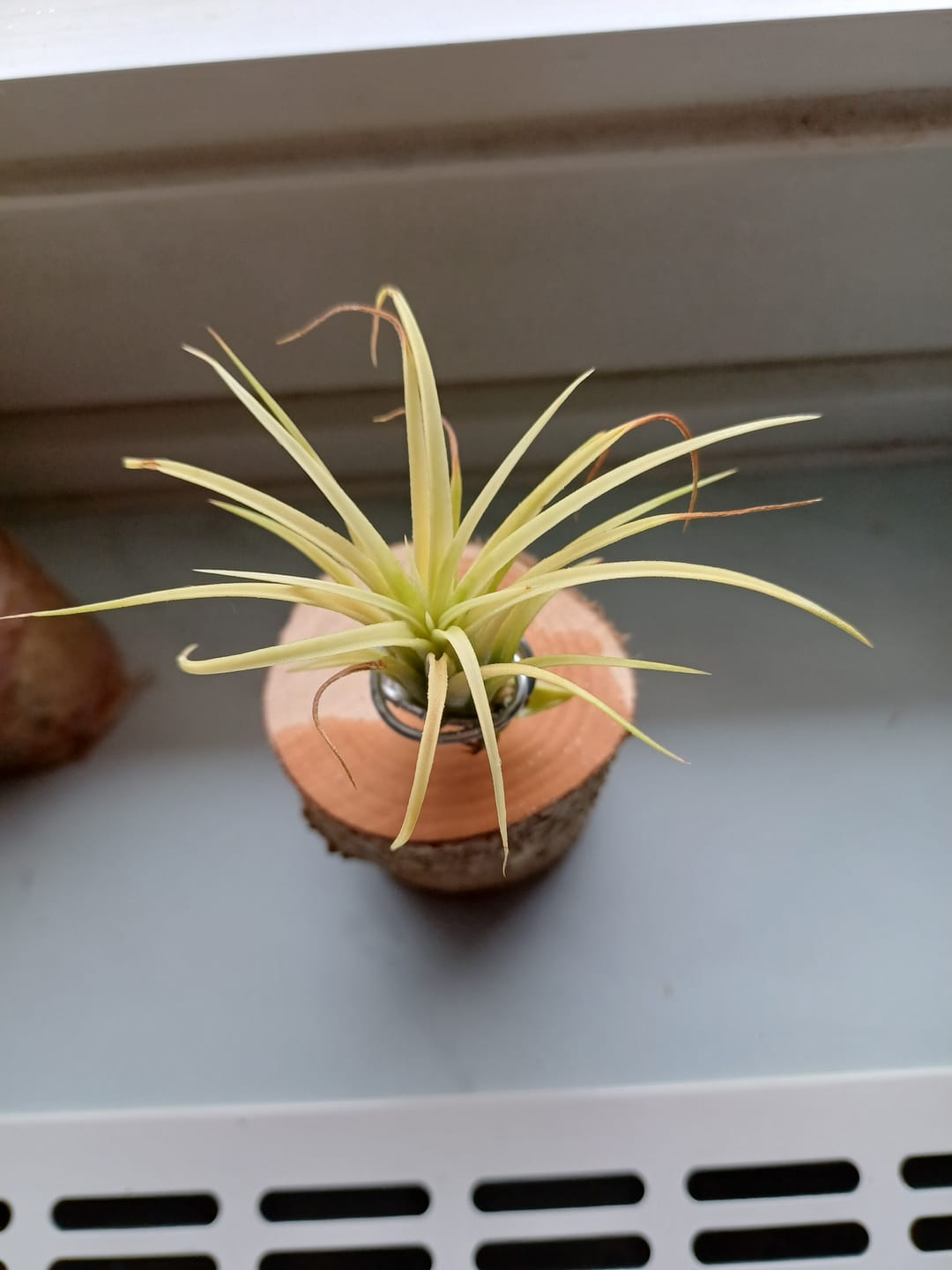 Customer photo review of Tillandsia Ionantha 'druid'