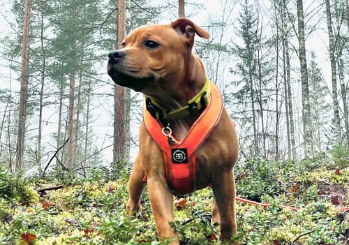 Riikka H. review of Slip on Harness | Foam Padded - Orange image 1 out of 3