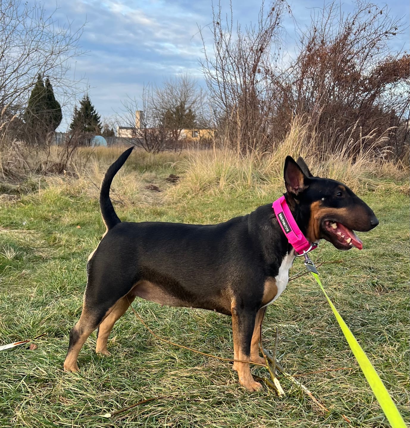 Customer photo review of 4cm Combat® Collar | With Handle & Rated Clip - Magenta