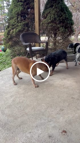 Customer video review of Freedom Joint Drops - Hip Joint Support