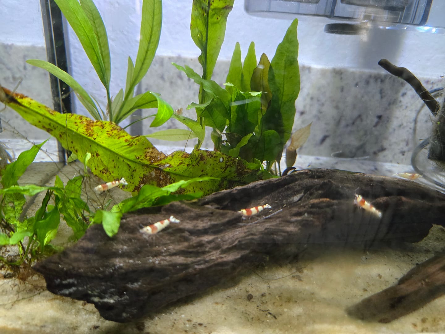 Customer photo review of Crystal Red Shrimp