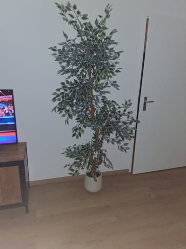 Customer photo review of Ficus Kunstplant 200cm