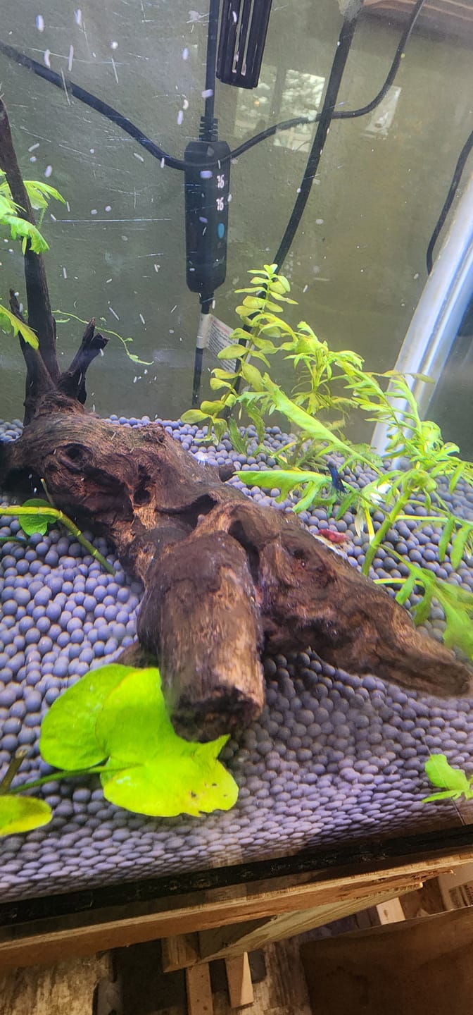 Customer photo review of Fourth Of July Shrimp Pack