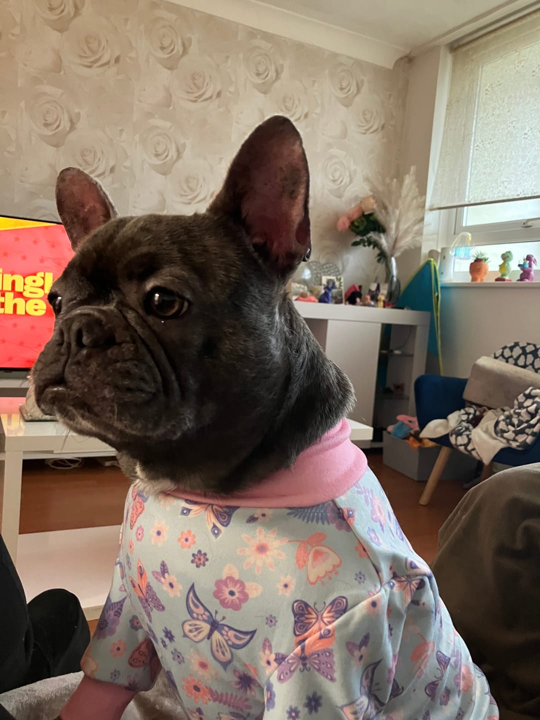 Customer photo review of Dog Pajama - Butterfly