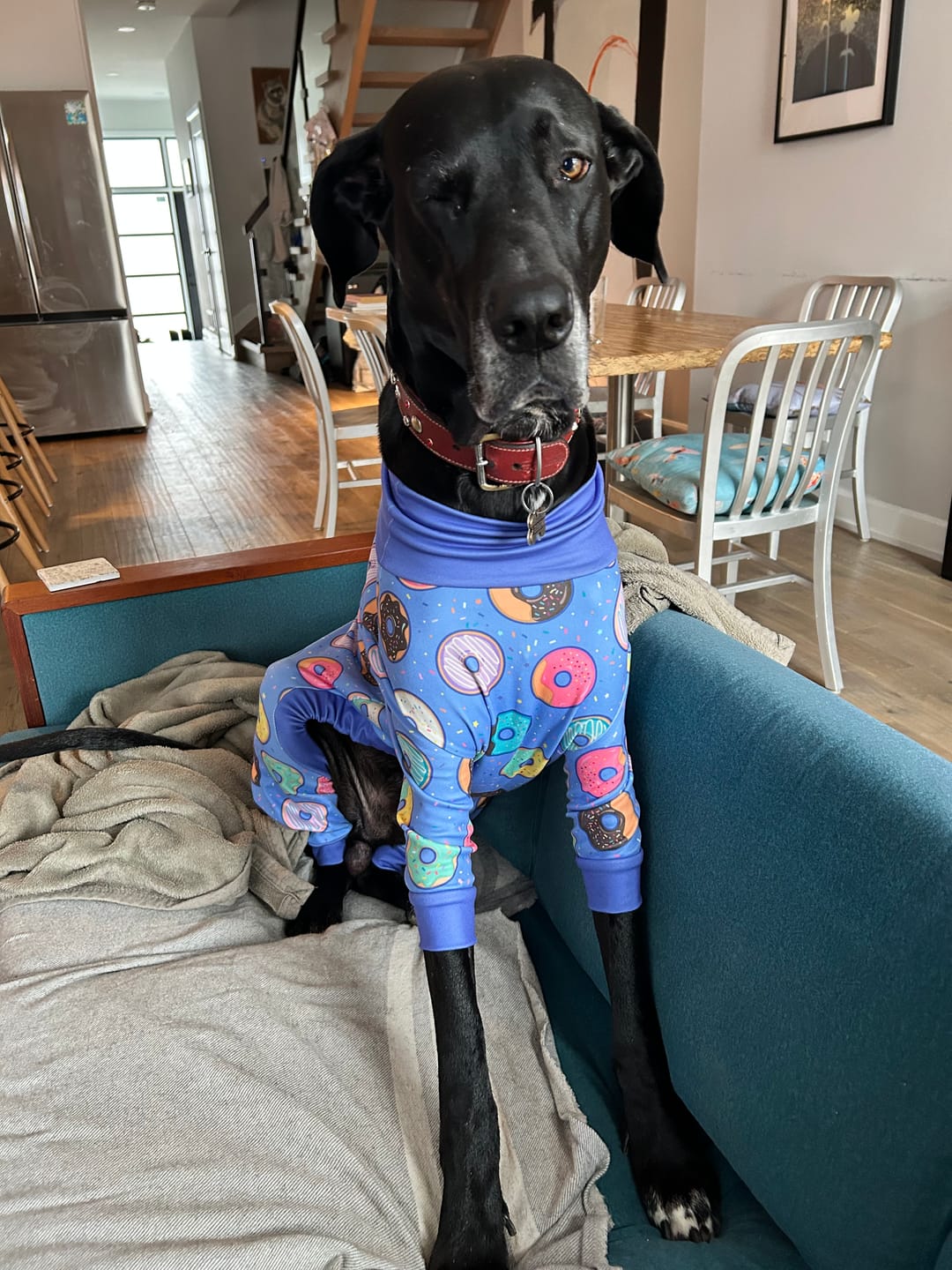 Customer photo review of Dog Pajama - Donuts