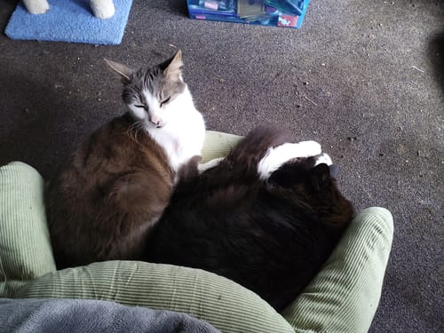 Reviewer's two cats snuggling together in the green CloudNest Elevated Pet Sofa Bed.