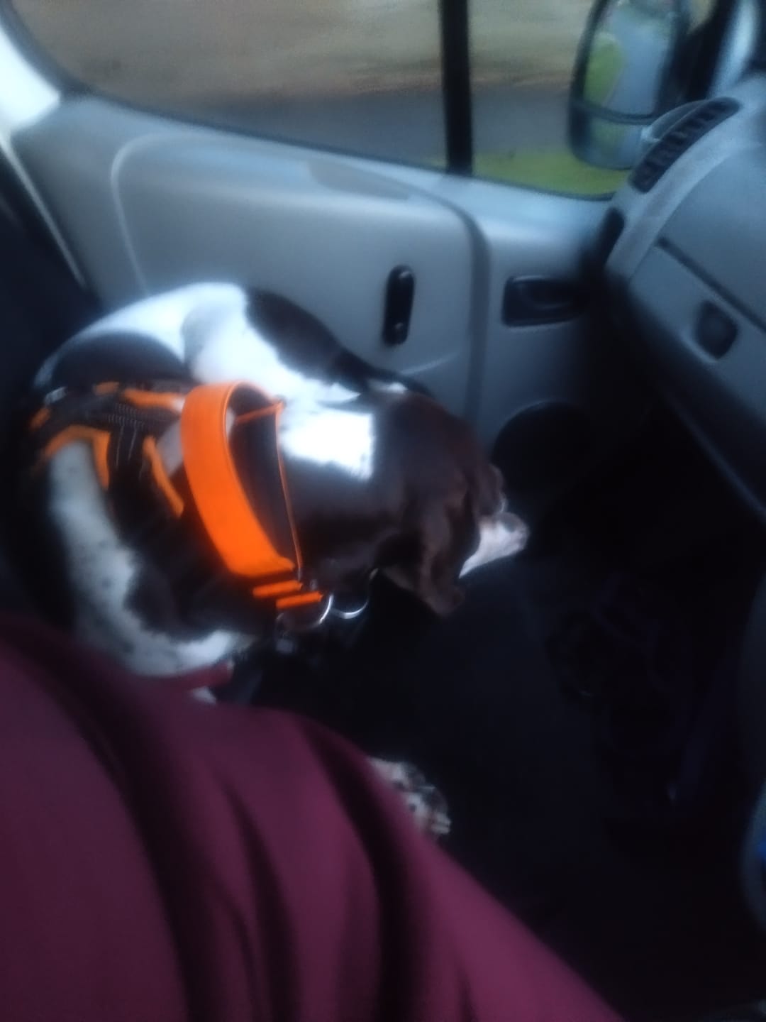 Customer photo review of 4cm Combat® Collar | Handle & Rated Clip - Orange