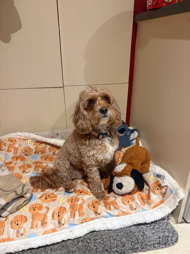 Customer photo review of Dog Blankie - Curly Club Collection