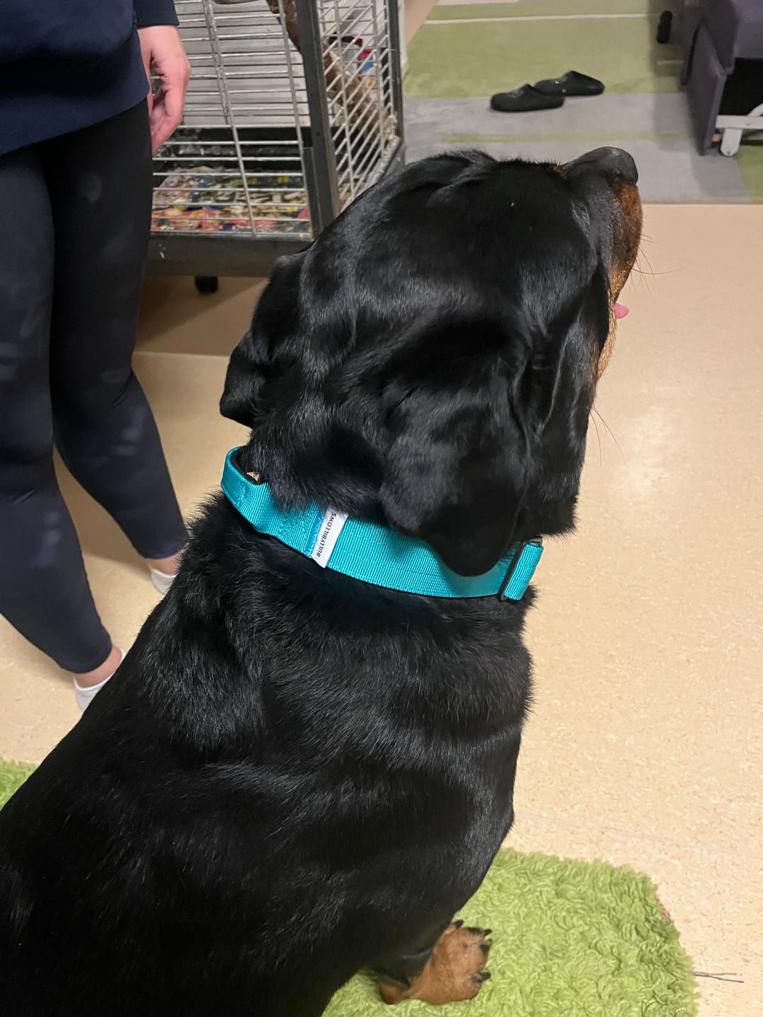 Customer photo review of 4cm Combat® Collar | Handle & Rated Clip - Turquoise