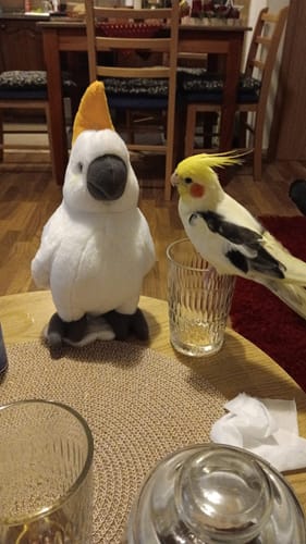 Customer photo review of White Cockatoo Bird Soft Stuffed Plush Toy