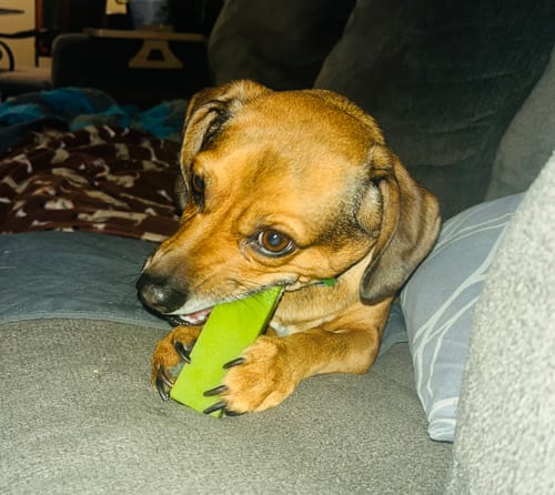 Customer's dachshund chewing a green Yak Chew stick on a couch.