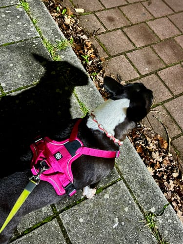 Customer photo review of Anti Pull Hurricane Harness Lighter | With Handle - Carminerose