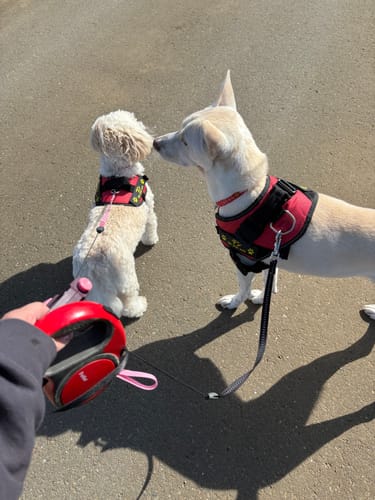 Customer photo review of FunFunPet 高機能ハーネス（お名前タグ作成サービス付き）