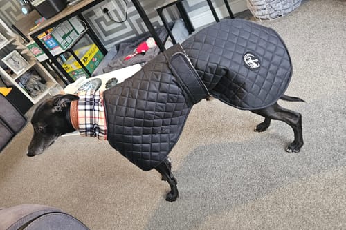 Customer photo review of Oslo - Quilted Waterproof Sighthound Coat with Harness Hole