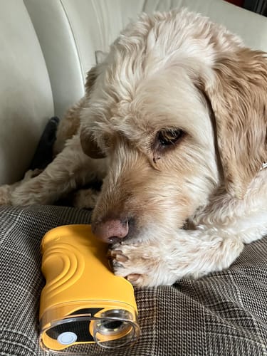 Kunde zeigt einen Hund, der das gelbe Edubini Abenteuer-Mikroskop auf einem Sofa neugierig inspiziert.