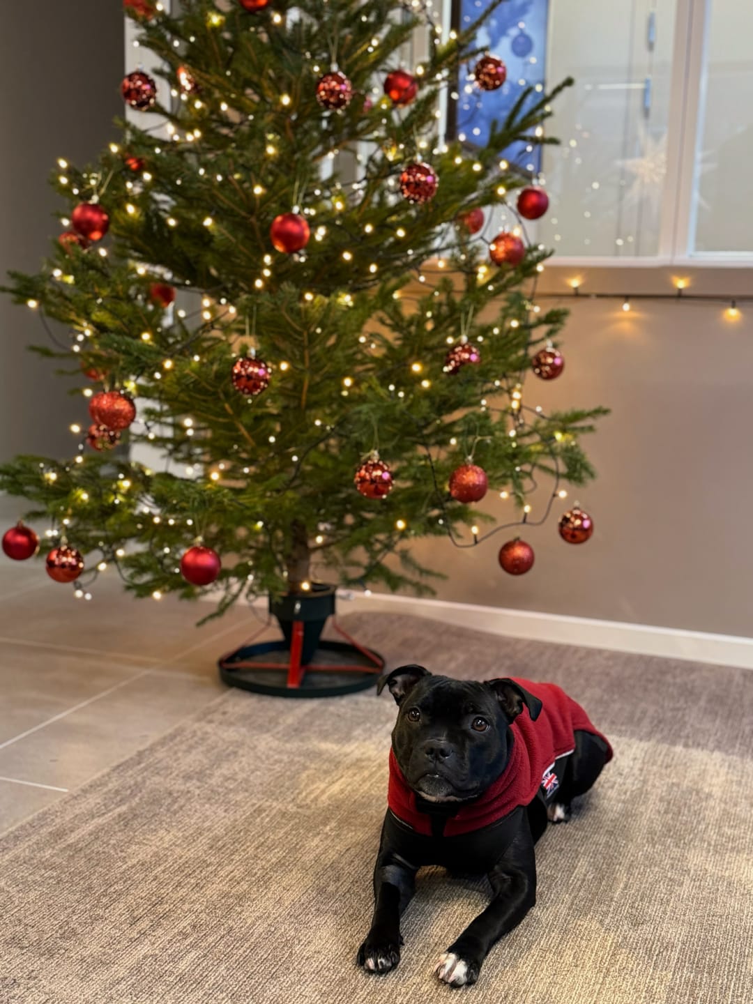 Customer photo review of Staffordshire Bull Terrier 1935® Fleece Coat - Burgundy