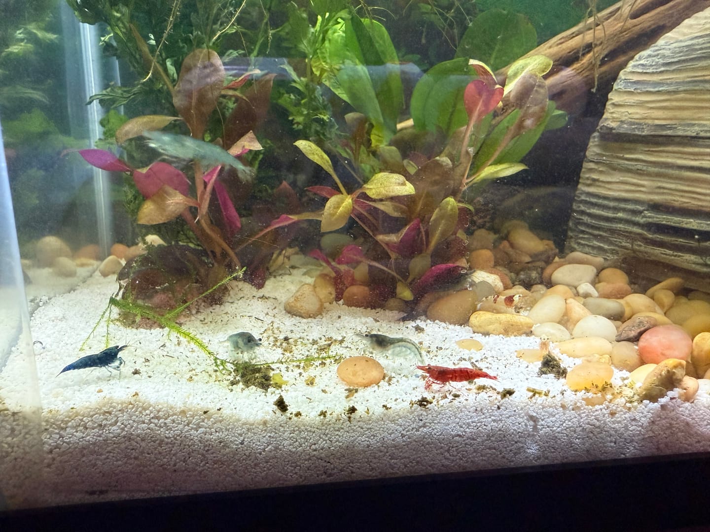 Customer photo review of Blue Bolt Shrimp (Caridina cantonensis var. “Blue Bolt”), Tank-Bred