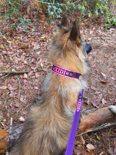 Customer photo review of Neoprene Half-Check Dog Collar with Name - M | 4Kyon