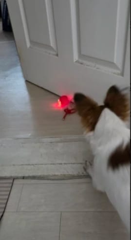Customer photo review of Pelota interactiva inteligente