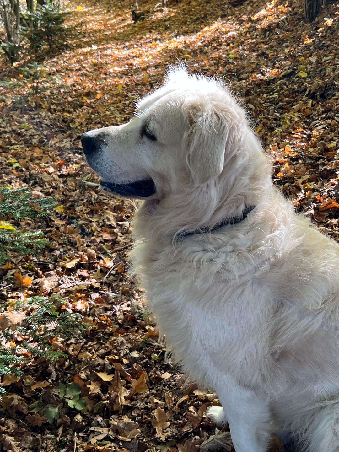 Customer photo review of Hundekekse - Kürbis-Huhn - 2 mg CBD