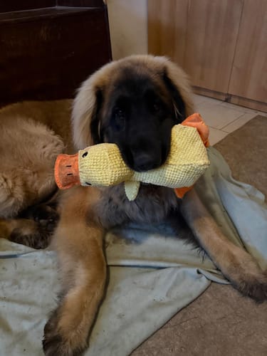 Customer photo review of Duck™ - Il Pupazzo Indistruttibile