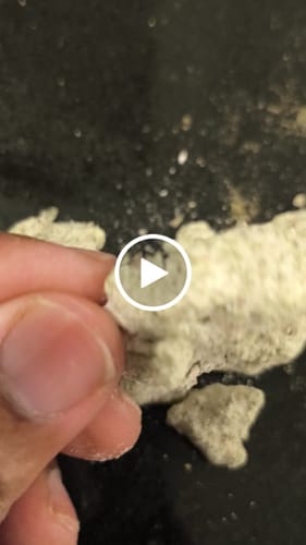 Customer video review of Snowballs - Bulk