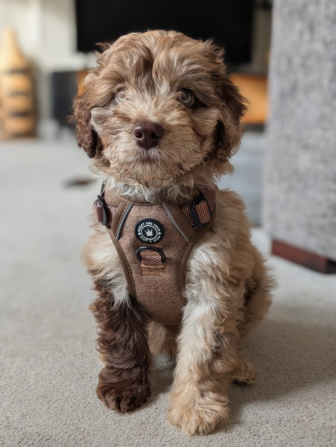 Customer photo review of Trail & Glow Tweed Dog Harness - Oxford Tweed