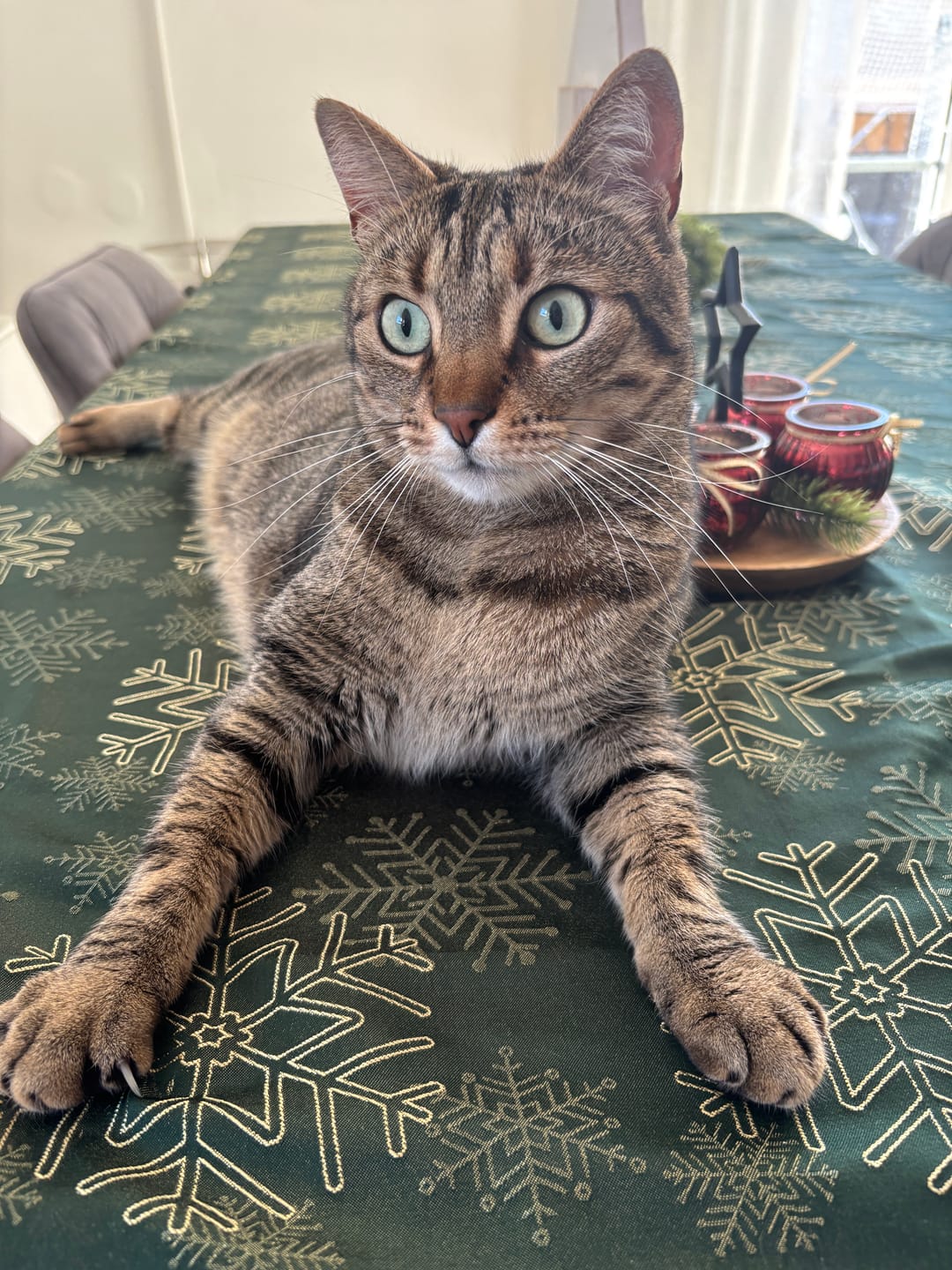 Customer photo review of Katzen Zahnpaste
