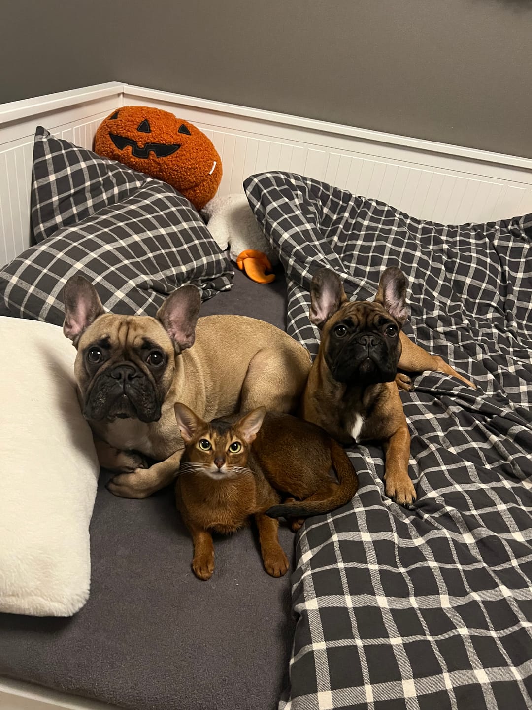 Customer photo review of Best Breeders ALL BREED Adult (25/13) ar zivīm un rīsiem
