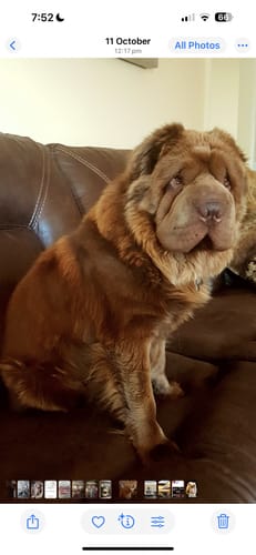Customer photo review of Personalised Poster With Dog - Dogue