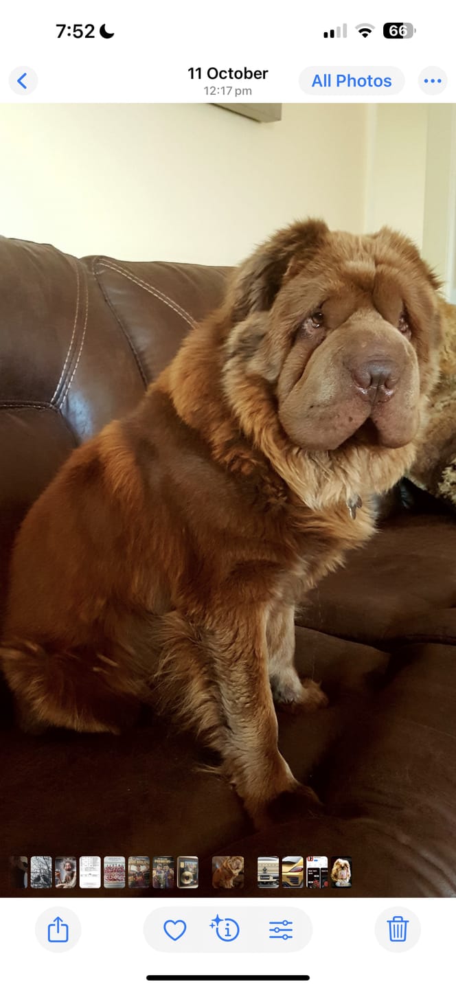 Customer photo review of Personalised Poster With Dog - Dogue