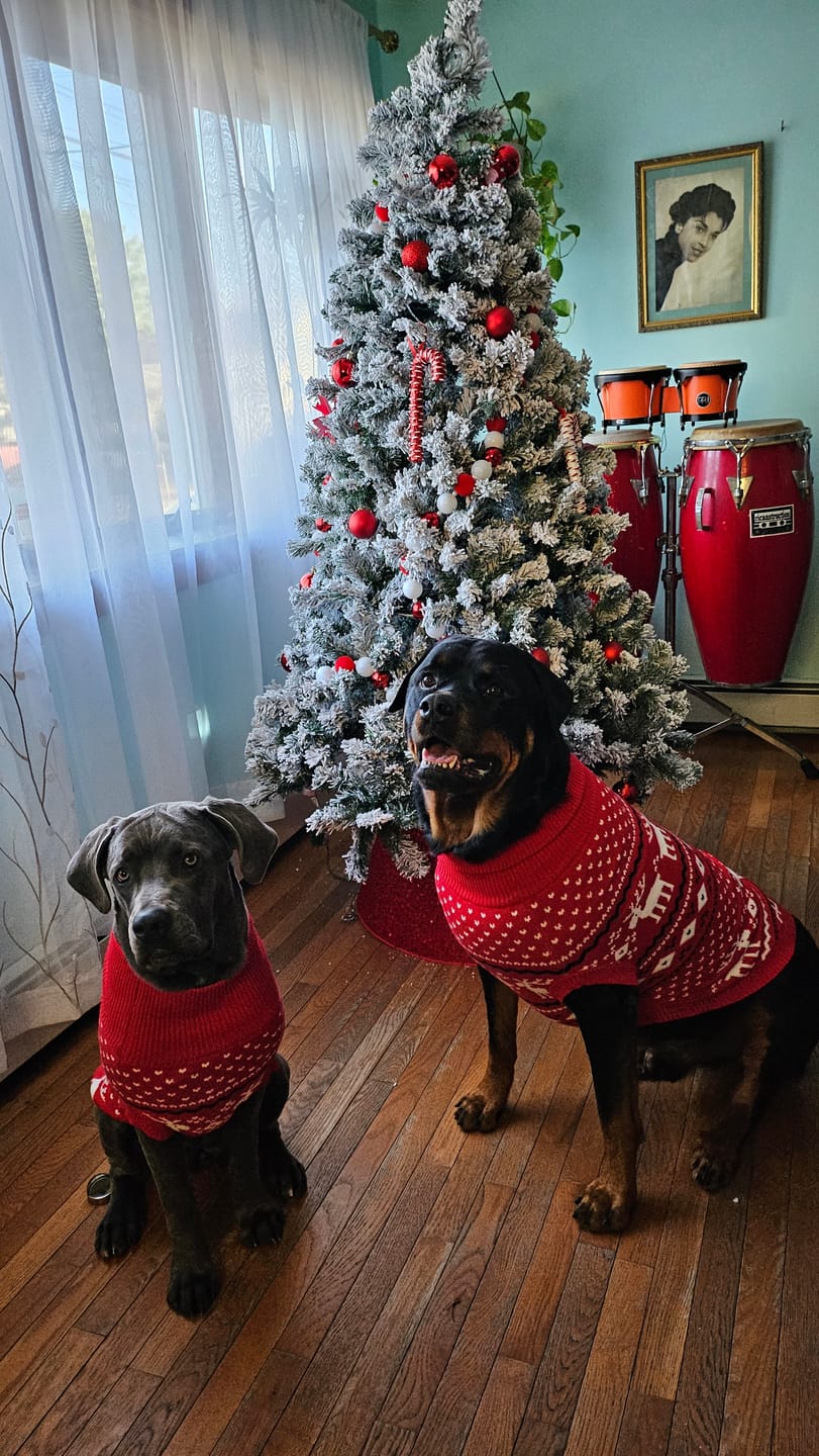 Customer photo review of Knit Christmas Dog Sweater - Dasher Red