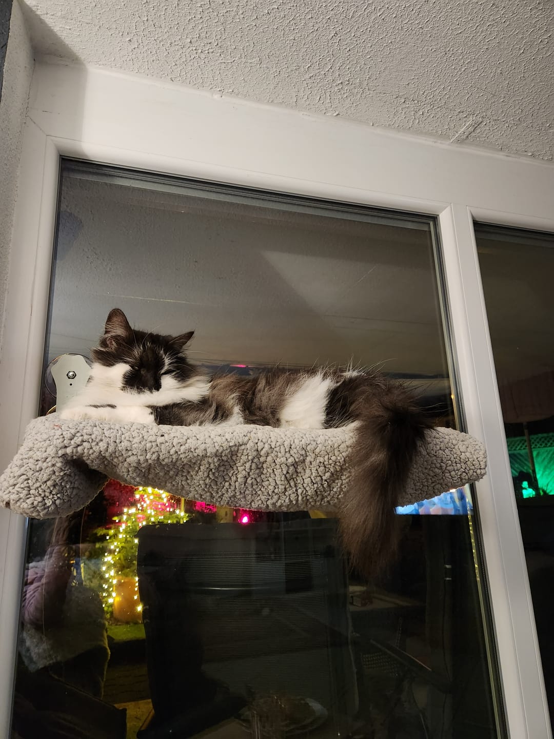 Customer photo review of SkyLuxe Fenster-Hängematte – Der perfekte Aussichtspunkt für entspannte Katzen