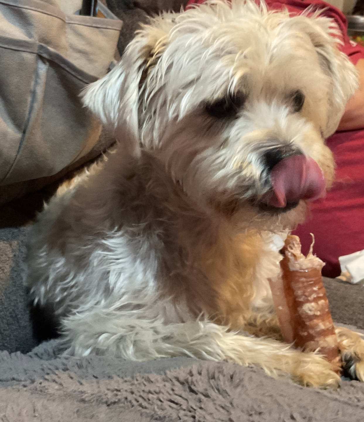 Customer photo review of 6 Inch Beef Trachea