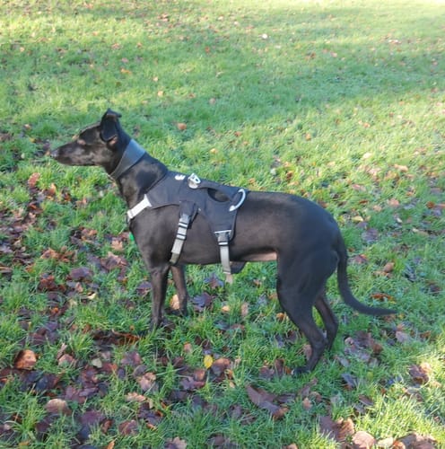 Customer photo review of Sighthound Escape Proof Harness