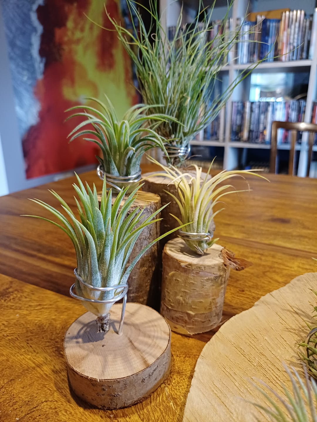 Customer photo review of Tillandsia ionantha