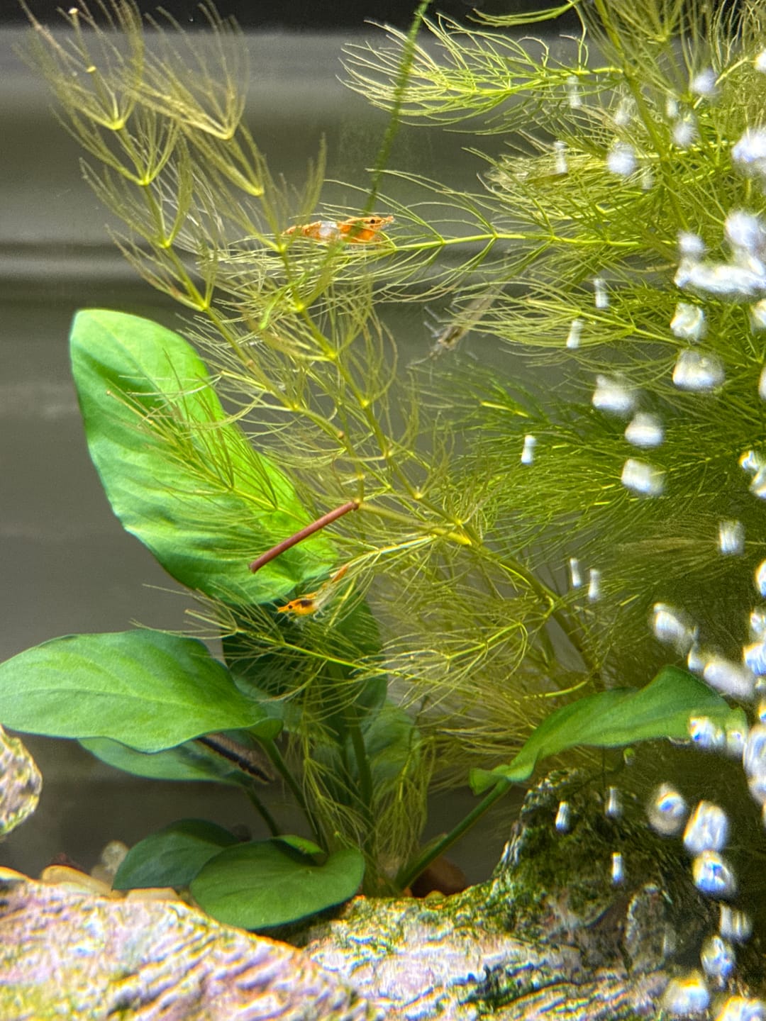 Customer photo review of Orange Rili Shrimp