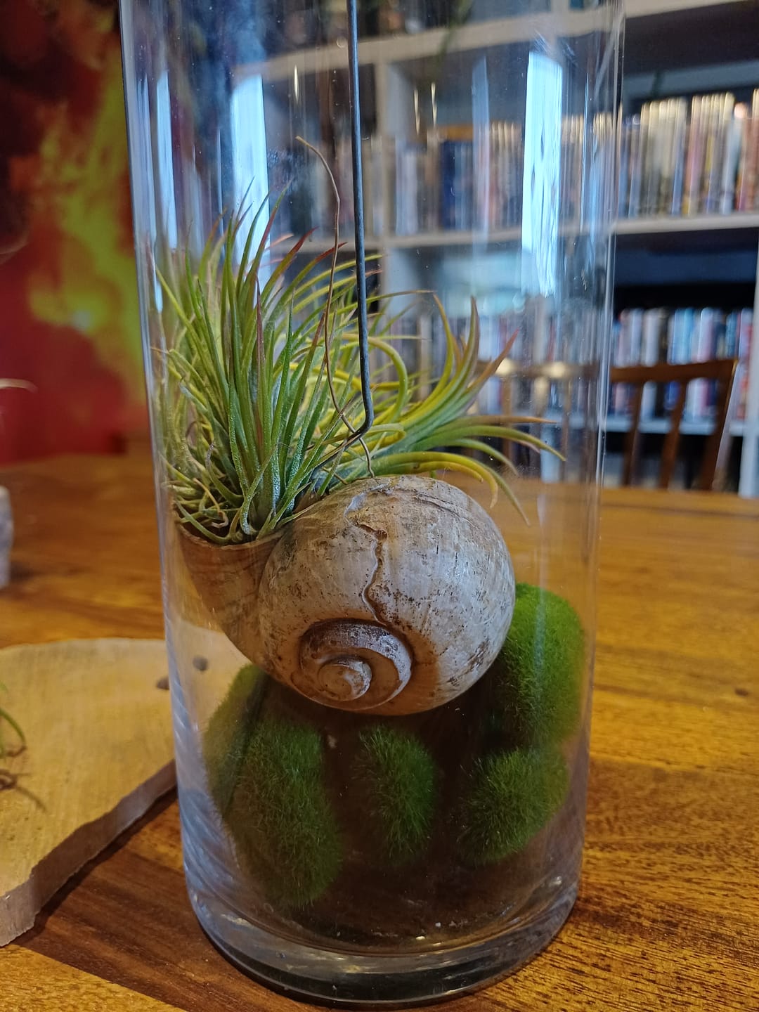 Customer photo review of Tillandsia Ionantha 'fuego' - Pulk