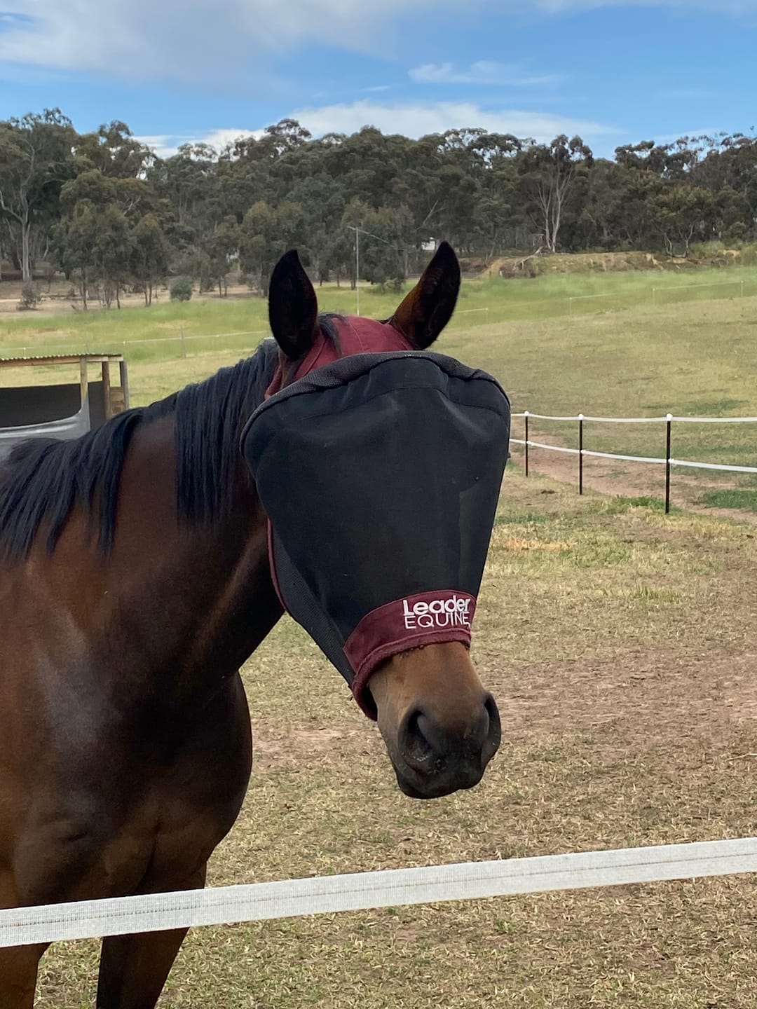 Customer photo review of LE Outback Flymask Original