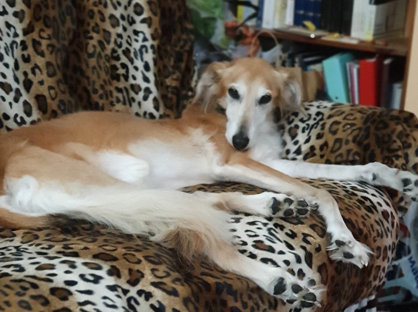 Customer photo review of Cheetah Print Velboa Fabric