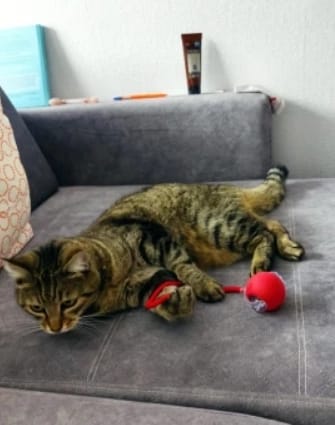 Customer photo review of Pelota interactiva inteligente
