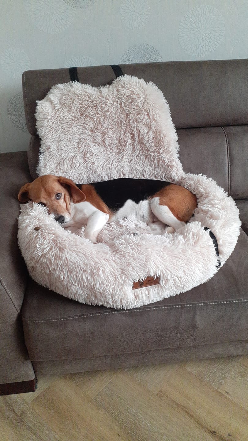 Customer photo review of Pet Perfect Fluffy Autostoel Hond (2-in-1) - Hondenmand Auto - Orthopedisch