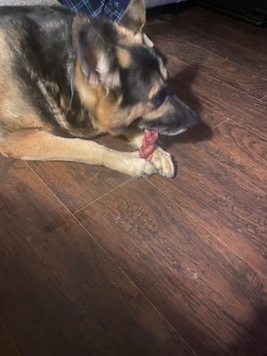Customer's German Shepherd lies on a wood floor and chews on a Thick Braided Bully Stick.
