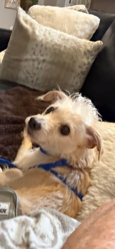Customer's small dog looking calm and sociable on a couch after having Sweet Potato Fries with CBD.