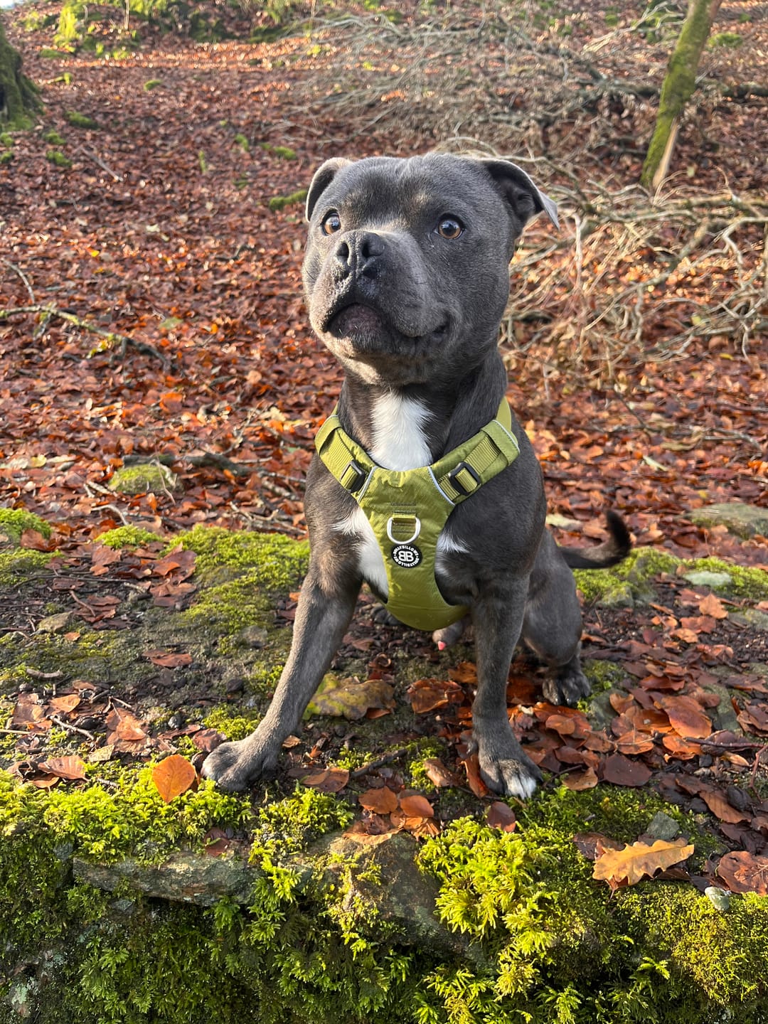 Customer photo review of Air Harness | Anti-Pull & With Handle - Olive Green